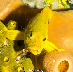 Golden phase coney on Little cayman, by John Loving 